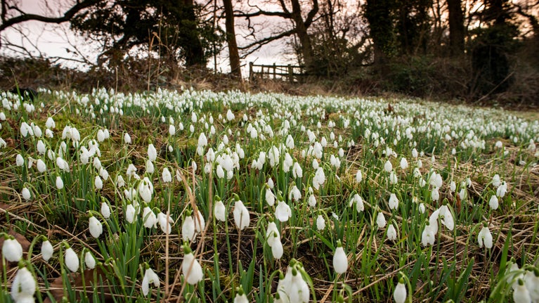Close-up image of a field of snowdrops